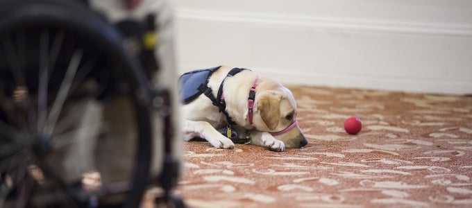 service dog laying on the ground with ball next to him. blurred image of a wheelchair in the foreground.